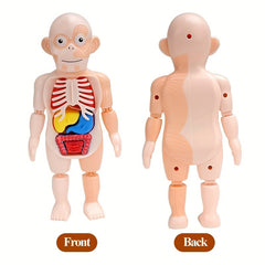 3D Puzzle Human Anatomy DIY Assembled Toy