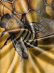 Bee & Honeycomb Pattern Men's 2 Piece Outfits T-shirt & Shorts Set