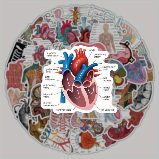 50 100 Pack Human Anatomy Medical Decals Self Adhesive PVC Wall Safe Decor