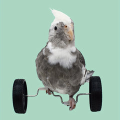 Balance Car Parrot Training Toy Funny Bird Toy for Playing