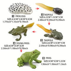 Insect Growth Stages Figurine Ladybug Butterfly Tadpole Frog PVC