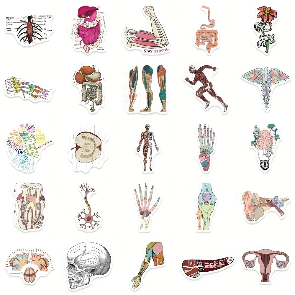 50pcs Anatomy Cartoon Organ Stickers Waterproof Stickers