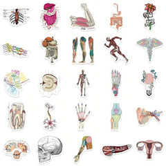 50pcs Anatomy Cartoon Organ Stickers Waterproof Stickers