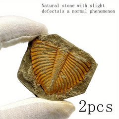 Natural Stone Ancient Marine Life Raw Stone Specimen
