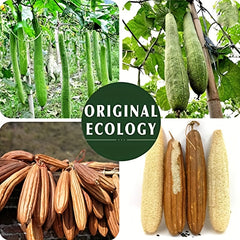 Natural Exfoliating Loofah for Men and Women