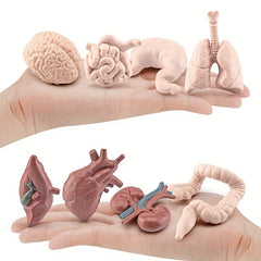 8pcs Simulated Human Organs Toys Set for Children