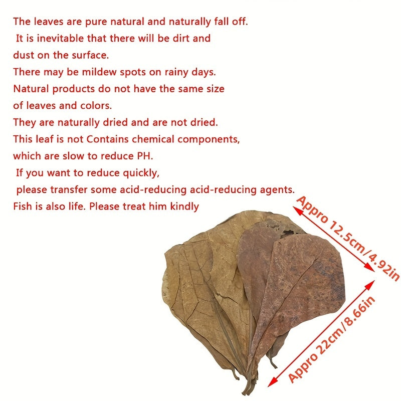 20Pcs Catappa Leaves Almond Tree Aquarium Clean Tool Terminalia Leaf