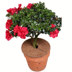 5pcs Coconut Shell Fiber Mulch Mat Anti-grass Flowerpot Mat