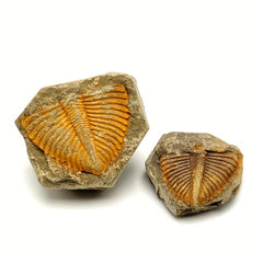 Natural Stone Ancient Marine Life Raw Stone Specimen
