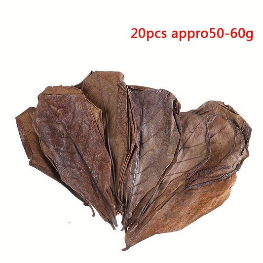 20Pcs Catappa Leaves Almond Tree Aquarium Clean Tool Terminalia Leaf