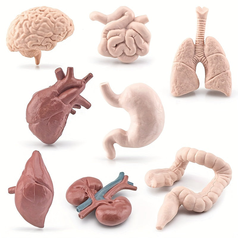 8pcs Simulated Human Organs Toys Set for Children