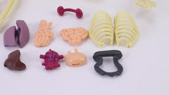 Transparent Plastic Medical Skeleton Model Kit with Removable Organs