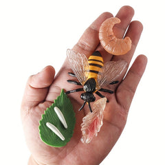 Bee Life Cycle Model Set for Kids' Science Learning