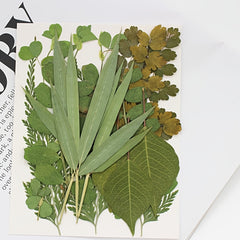 Dried Leaves & Flowers for Resin Crafts