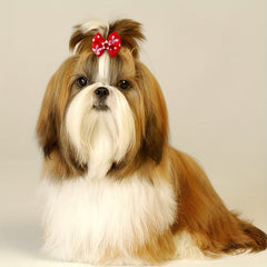 20pcs Bowknot Hair Ties for Pets - Stylish Accessories for Grooming