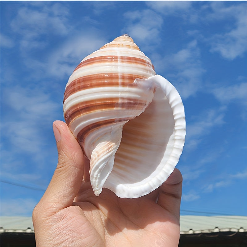 Conch Shell Aquarium Ornament Seashell Decor