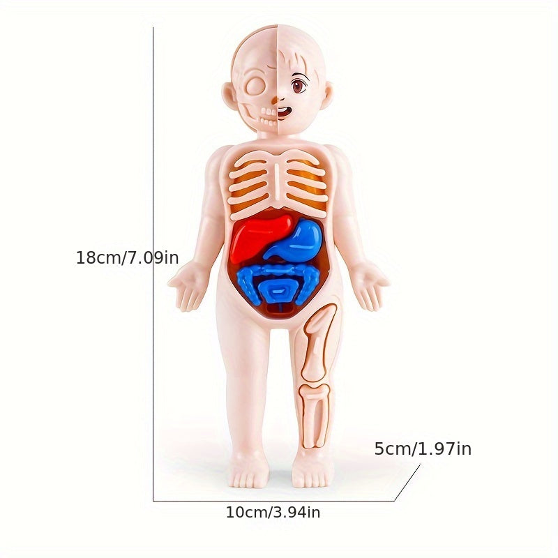 Transparent Human Anatomy Torso Model with Pull Out Organs & Tool Set