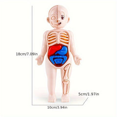 Transparent Human Anatomy Torso Model with Pull Out Organs & Tool Set