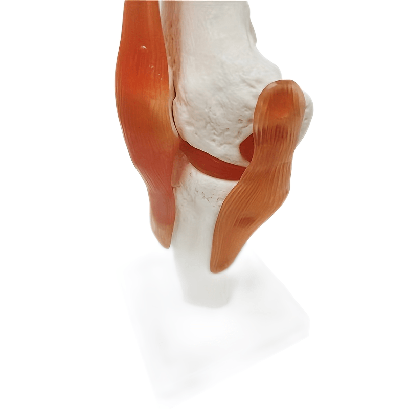 PVC Human Skeleton Joint Model for Anatomy Simulation