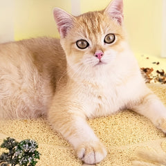 Anti-Slip Cat Litter Mat - Keep Your Floors Clean and Tidy