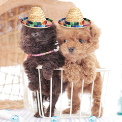 Mini Hat Sombrero Party Hats for Dogs Cats Party Supplies