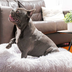 Cozy Pet Bed for Warmth and Comfort Indoors