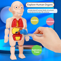 3D Puzzle Human Anatomy DIY Assembled Toy