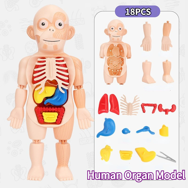 3D Puzzle Human Anatomy DIY Assembled Toy