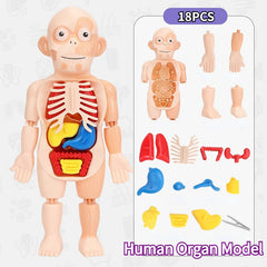 3D Puzzle Human Anatomy DIY Assembled Toy