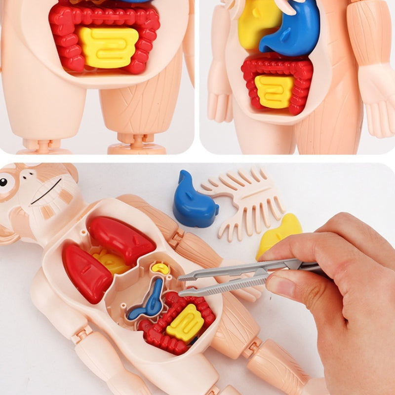 3D Puzzle Human Anatomy DIY Assembled Toy