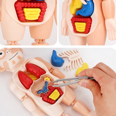 3D Puzzle Human Anatomy DIY Assembled Toy
