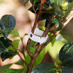 50pcs Tomato Plant Support Clips Keep Plants Upright & Vines Climbing