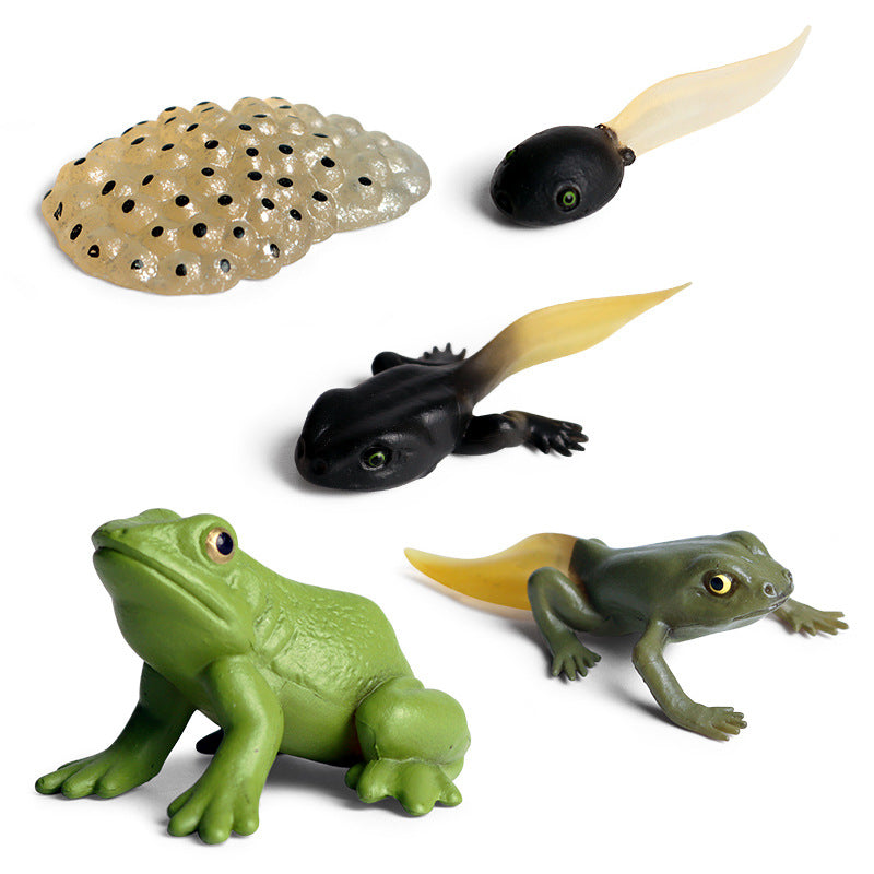 Frog Life Cycle Models Educational Toy for Kids
