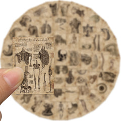 56pcs Anatomy & Physiology Body Stickers Waterproof Decorative Gift Stickers