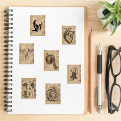 56pcs Anatomy & Physiology Body Stickers Waterproof Decorative Gift Stickers