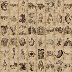 56pcs Anatomy & Physiology Body Stickers Waterproof Decorative Gift Stickers