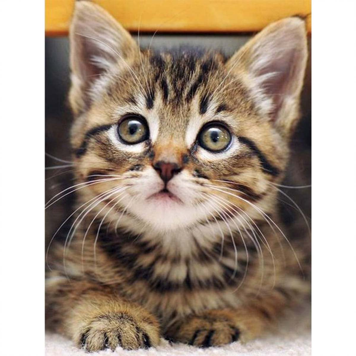 Cat Animal Diamond Painting Kit 20x30cm Frameless
