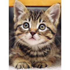 Cat Animal Diamond Painting Kit 20x30cm Frameless