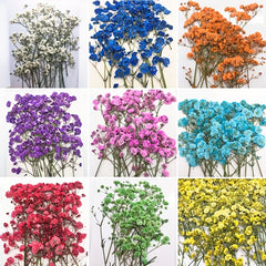 10pcs Natural Gypsophila Dried Flowers Small Bouquet Decor