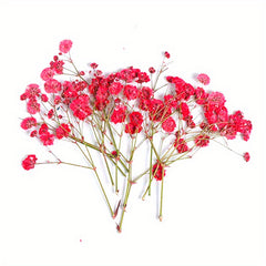 10pcs Natural Gypsophila Dried Flowers Small Bouquet Decor