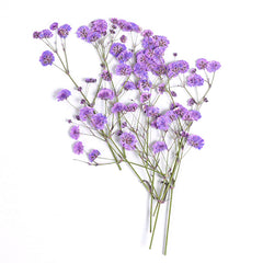 10pcs Natural Gypsophila Dried Flowers Small Bouquet Decor