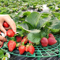 Outdoor Strawberry Planting Tray Bracket Gardening Fruit Support Stand