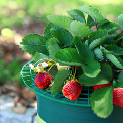 Outdoor Strawberry Planting Tray Bracket for Fruit Support Stand