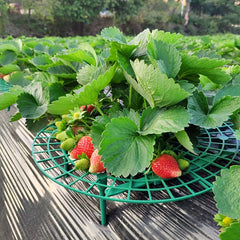 Outdoor Strawberry Planting Tray Bracket for Fruit Support Stand