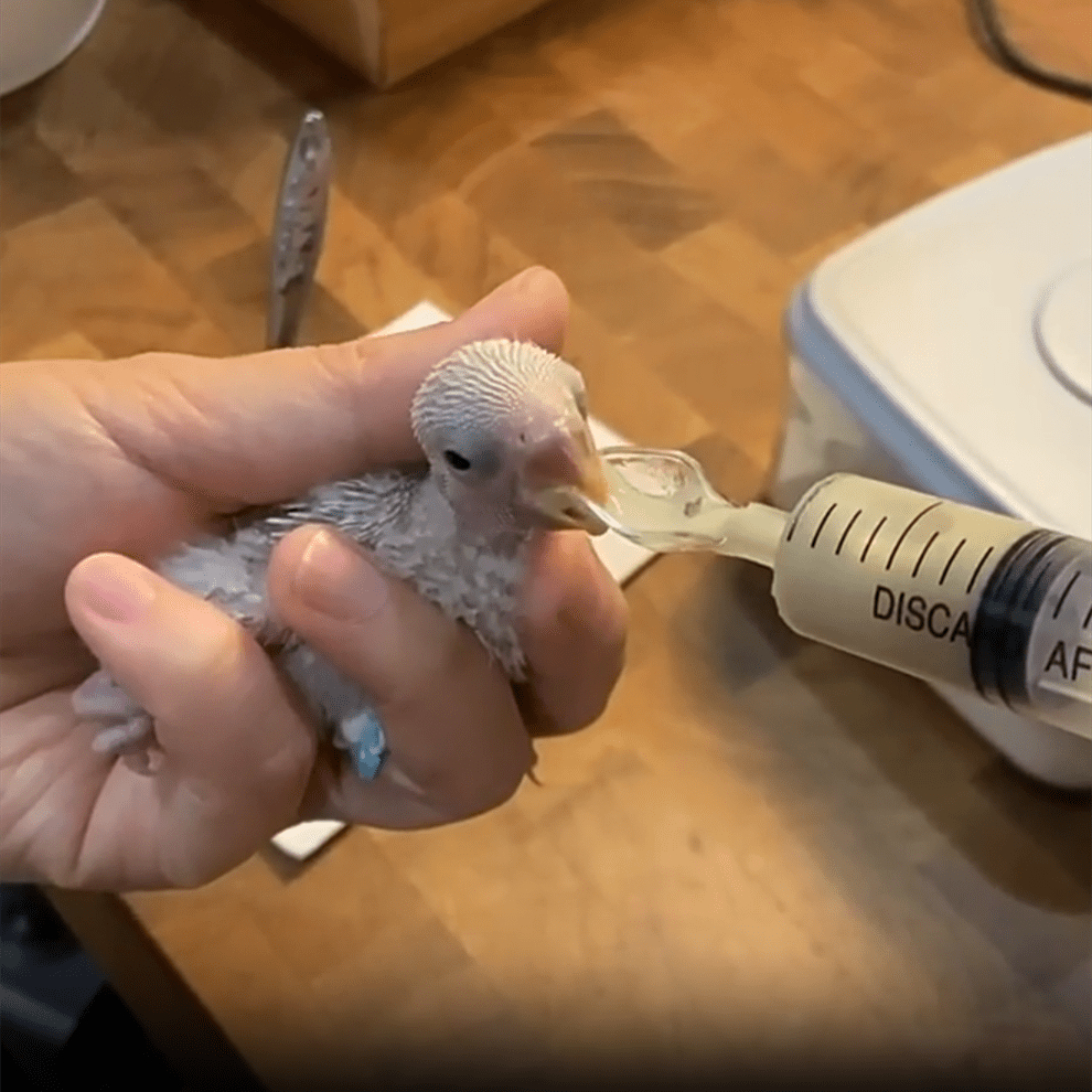 20ml Needle Feeder for Easy Pet Bird Feeding