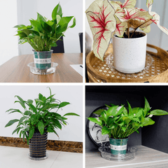 12pcs Clear Plastic Plant Saucer Drip Trays Small Plant Plate Dish