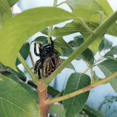 2pcs Golden Cicada Funny Small Toy Model Decoration