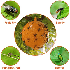 6 Pack Mosquito Fly Bait Balls for Indoor & Outdoor Pest Control