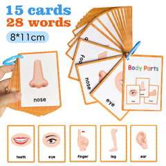 Montessori Body Parts Flash Cards Set: Teach Kids 28 Parts & Boost Skills
