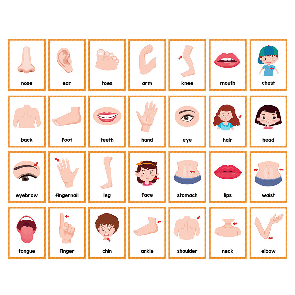 Montessori Body Parts Flash Cards Set: Teach Kids 28 Parts & Boost Skills